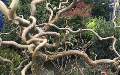 A Newbie’s Guide to the Mid-Atlantic Nursery Trade Show