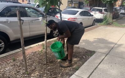 Summer Watering Tips for Healthy Trees!