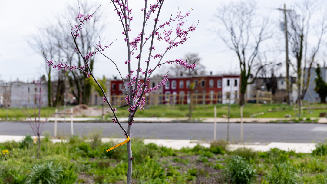 A small tree with budding pink flowers stands in a grassy area by a road. In the background, colorful row houses and bare trees line the horizon.