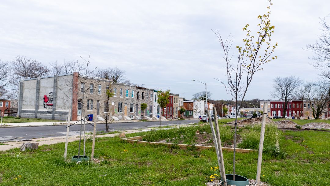 A row of newly planted saplings with wooden stakes and green tree guards sits in a grassy area. In the background, a street lined with colorful row houses - including red, blue, and brick buildings - stretches under an overcast sky.