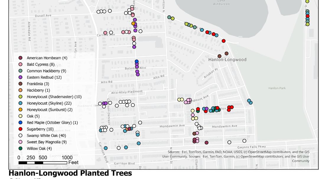 BaltimoreTreeTrust Planting