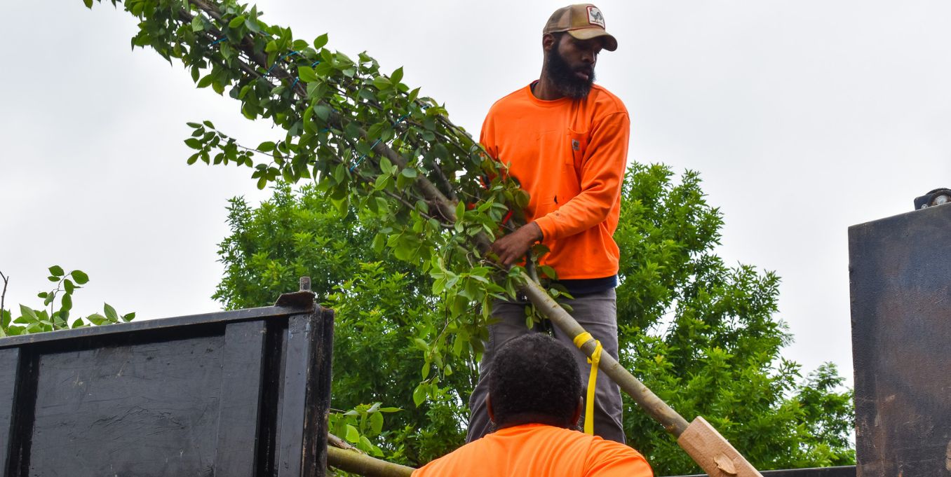Two workers in orange shirts are loading a small tree into a truck. One is on the truck bed, guiding the tree, set against a backdrop of green foliage.