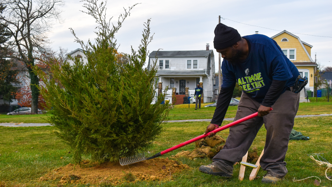 A Black man plants a small tree in a grassy yard, using a rake. In the background are houses and a cloudy sky, conveying a scene of urban greenery efforts.