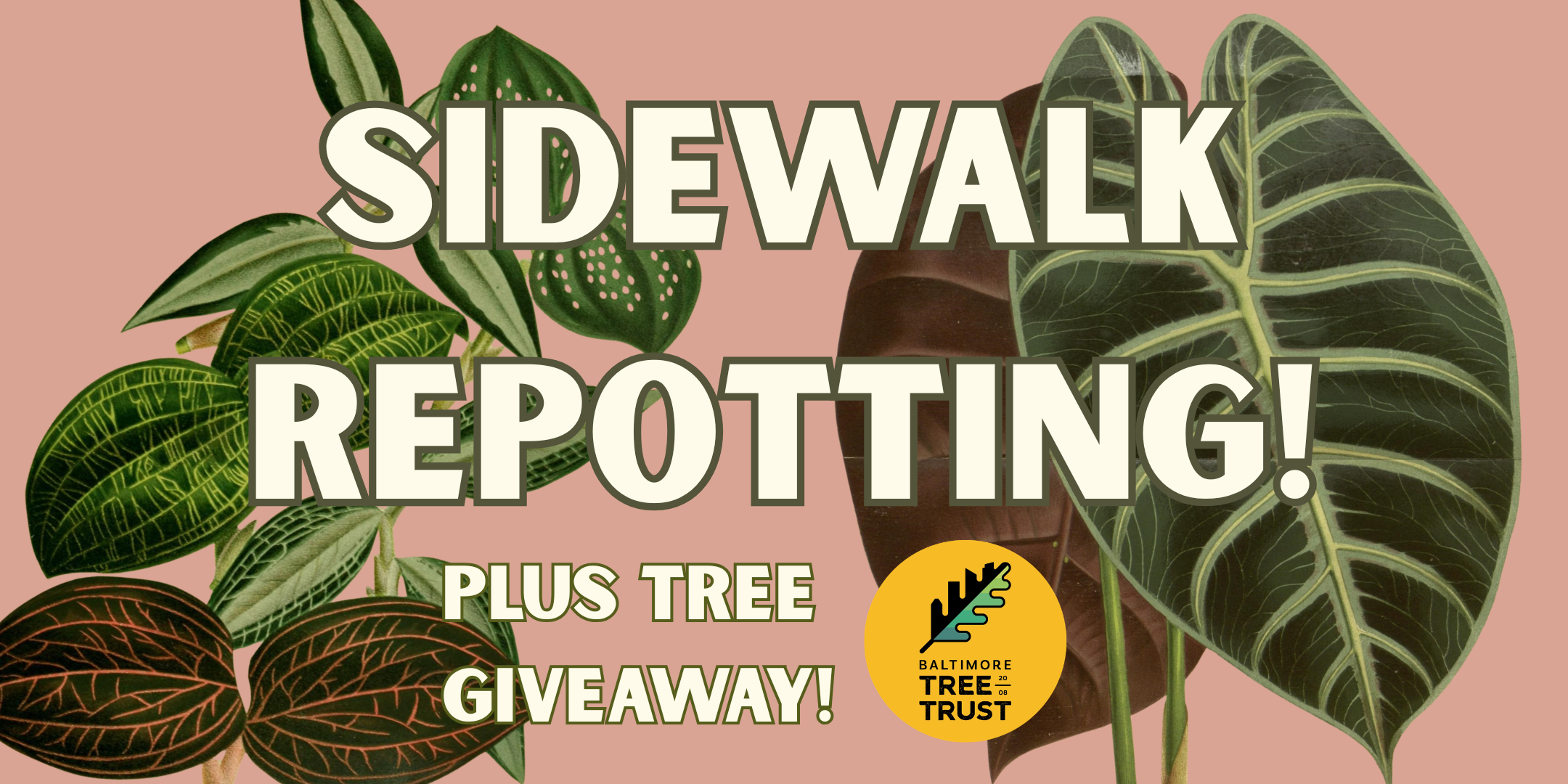 Sidewalk Repotting + Tree Giveaway!