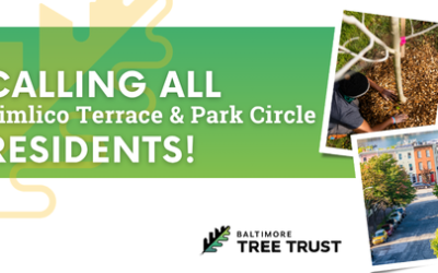 Community Forestry is Coming To Pimlico Terrace and Park Circle!