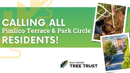 Green and white graphic says Calling all Pimlico Terrace & Park Circle residents! with photos of a person planting a tree and a tree-lined city street. Baltimore Tree Trust logo is at the bottom.