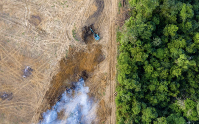 The Price To Pay For AI: Trees