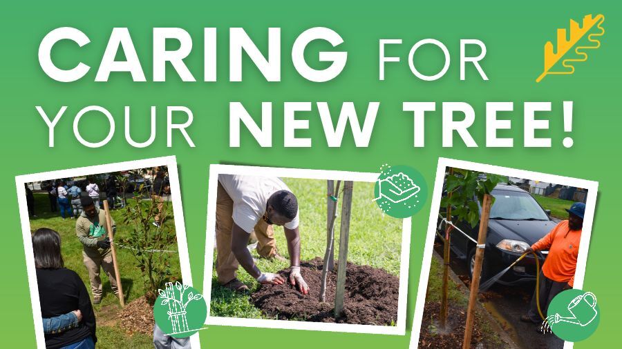 Caring For Your New Tree